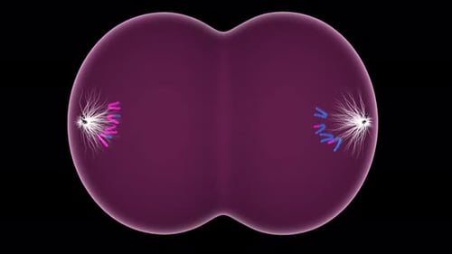 Division cellulaire en cours montrant le mécanisme de séparation des chromosomes