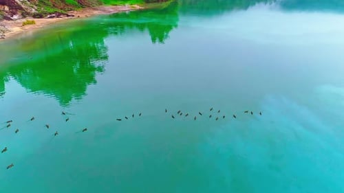 Un troupeau de tétras nageant dans le lac
