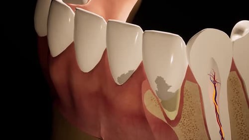 Ilustración anatómica de la estructura dental humana