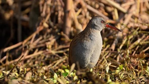 Water Rail Stands Still in Sunny Wilderness