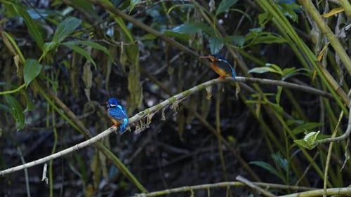 Two Blue-eared Kingfishers On The Stem Of Plant In The Riverside. - closeup shot