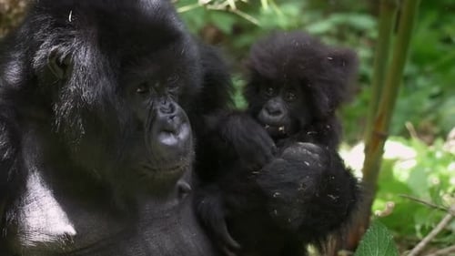 Slowmotion shot of a mother gorilla holdings its baby in the Rwandan rainforest