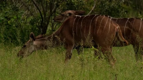 Weiblicher Kudu frisst Gras in freier Wildbahn