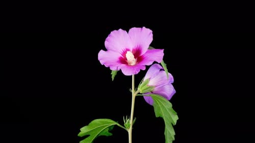 Time Lapse of Pink Hibiscus Flower Blooming on Black