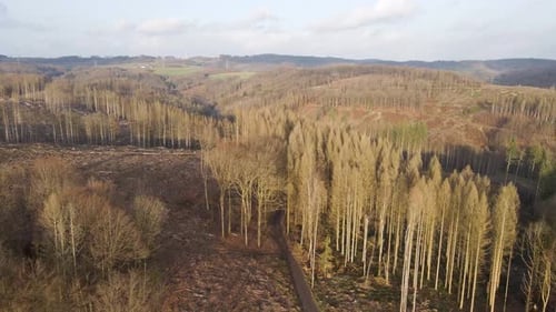 Luftüberflug über einer Landschaft, die durch die Entwaldung beschädigt wurde
