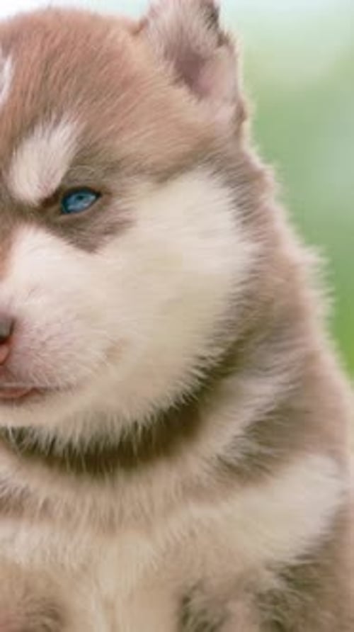 Close Up Portrait Fourweekold Husky