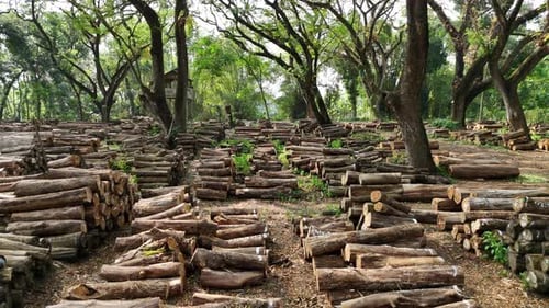 Scenery view of forest with pile of tree trunks