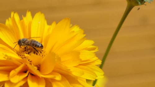 The bee flew away from the yellow flower