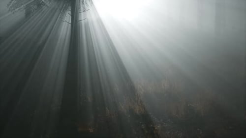 Coniferous Forest Backlit By the Fising Sun on a Misty