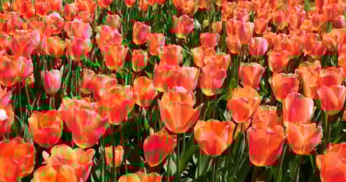 Flower bed of pink tulips in the spring park.