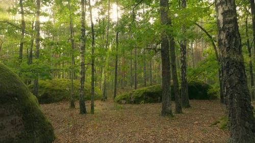 Wald, Herbst, Natur, Sonnenuntergang, Baum, Blume, Pflanze, Zweig