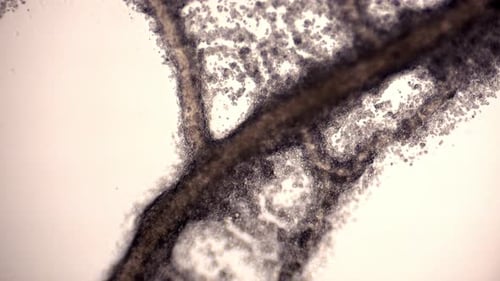 Tube network of the slime mold Physarum polycephalum showing cytoplasmic streaming.