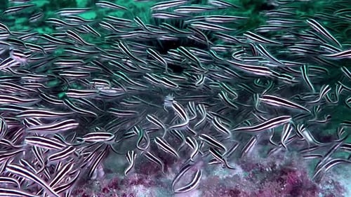 A flock if Striped catfish (Plotosus lineatus) on the bottom of the sea floating around coral polyp