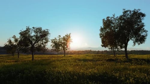 Die Freude der Sonne in einer Frühlingslandschaft