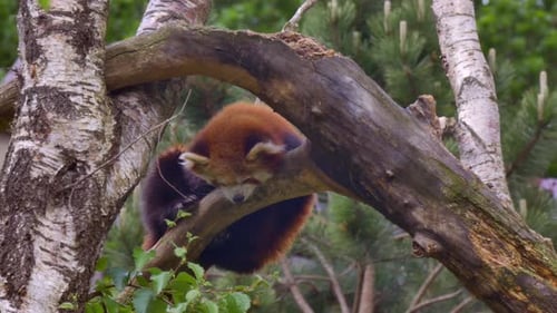Red panda sits on tree looking down below at ground, dublin zoo ireland