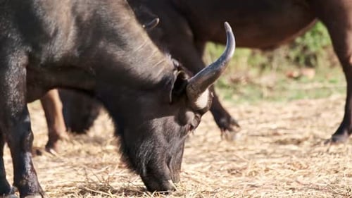 Buffalo Grazing in Open Grassy Field