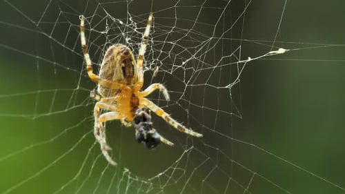 Araignée