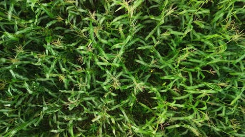 Green Cornfield Growing Aerial View Progressively Zooming Out