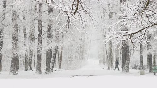 It is Snowing Heavily in the Park Large Flakes of Snow are Slowly Falling on Tree Branches People