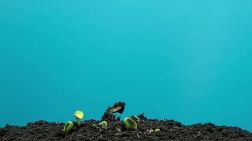 Seeds Sprout and Grow in Time-Lapse
