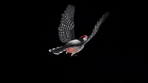 Woodpecker Bird - Black White - Flying Loop - Back Angle View CU - Alpha Channel