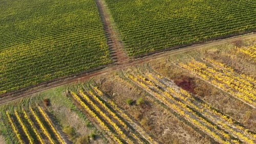 Flying Over a Vineyard. Aerial View