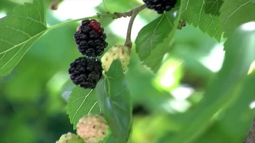 Primer plano de moras meciéndose con el viento.