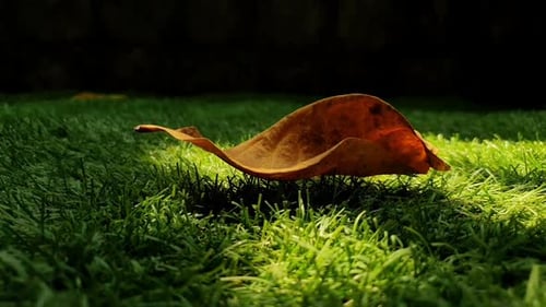 Dry autumn leaves falling on grass