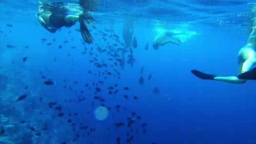 People snorkeling