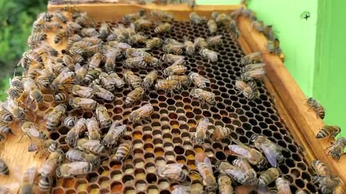 Eine Panoramaaufnahme von Bienen, die an einer Bienenwabe auf einem Bienenstock arbeiten, in Zeitlupe (30p, 1080p) kann verwendet werden