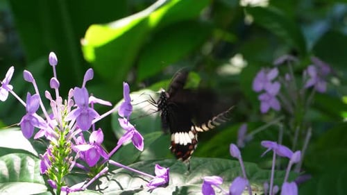 Tropical Butterfly in the Blossoming Gardens of Thailand