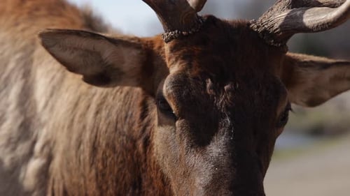 elk bull extreme closeup to lens slomo