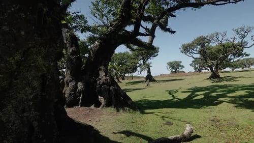 Panning left to right across gnarled laurel trees casting long shadows over green grass in Fanal For