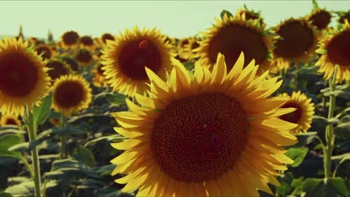 Agriculture Yellow Sunflower Plant In Farm Field In Sunlight 20