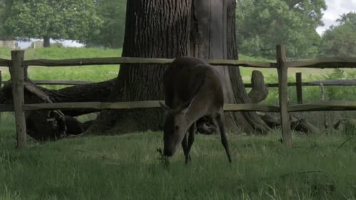 Beautiful deer eats leaves in woodland area, looks at camera and then looks away