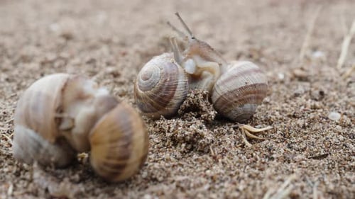 Snails Moving Slowly on Sandy Ground