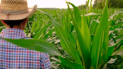 Farmer in a Corn Field Selective Focus