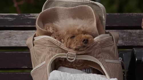 Sleepy Dog Naps in Pet Carrier on Bench