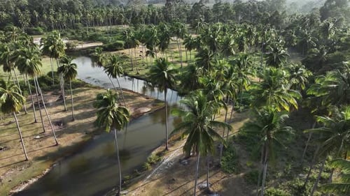 Scenic drone footage aerial view, tiled down top view of palm trees and river winding through tropic