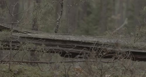 Decayed Log Covered with Moss in Misty Forest
