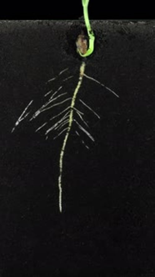 Time-Lapse of Root Growth from Seed