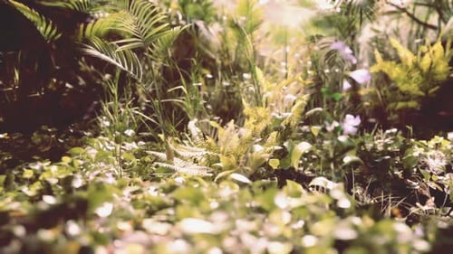 Lush Green Foliage and Ferns Thriving in a Sunlit Forest Setting