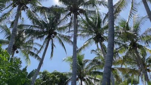 Blue sky and palm trees with coconuts on sunny tropical island moved by wind