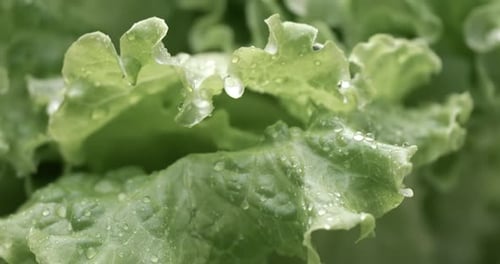 Crisp Green Lettuce with Water Droplets Close Up
