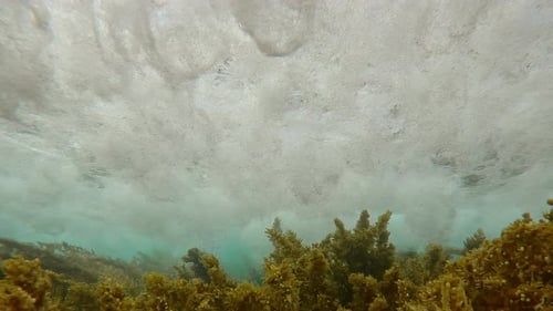 Große schaumige Wellen rollen auf braunen Sargassum-Algen, viele Luftblasen gehen über Algen nach Wellen