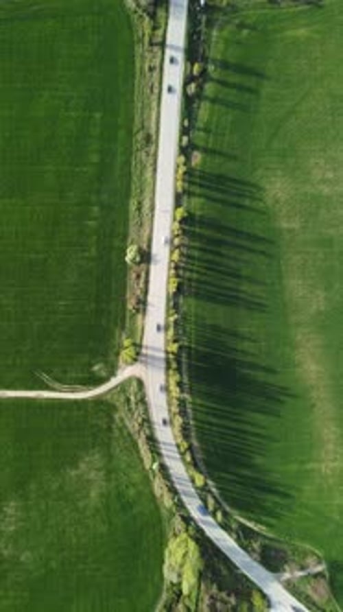 Aerial Vertical View on Road Cutting Through Vibrant Green Wheat Field in Countryside Field of Wheat