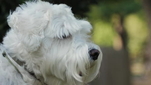 Close Up of Fluffy White Dog Outdoors