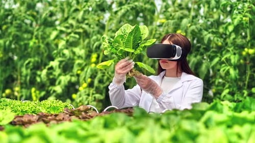 Woman Inspecting Lettuce with VR Headset in Greenhouse
