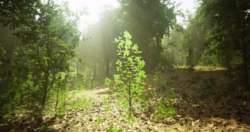 Sunlight Filters Through Trees in a Serene Forest Setting