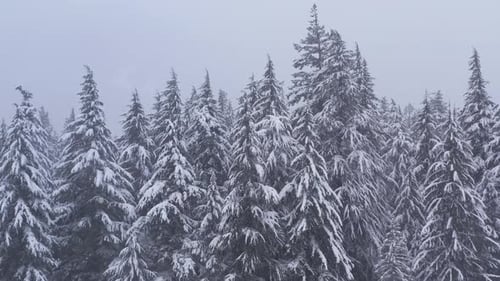 Static straight on aerial view of snow-covered pine trees in dense forest during blizzard near Mount